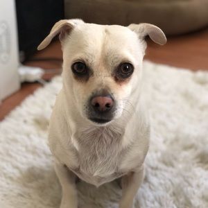 Meet your Posher, Mary zaarour